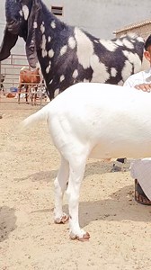 173K views · 5.5K reactions | Top quality Burberry Farm_life_firojkhan | Farm_life_firojkhan | Facebook