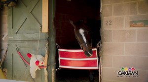 1.8K views · 53 reactions | Novogratz Racing Stables Inc's multiple stakes winner Amy's Challenge worked a bullet half-mile in :47 today, the fastest of 77 works at the distance. We caught up with trainer Mac Robertson about her plans. | Oaklawn Hot Springs | Facebook