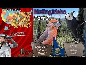 Crossbills, Woodpeckers & more! Birding Idaho Part 2 - 50-50-50 Birding Challenge