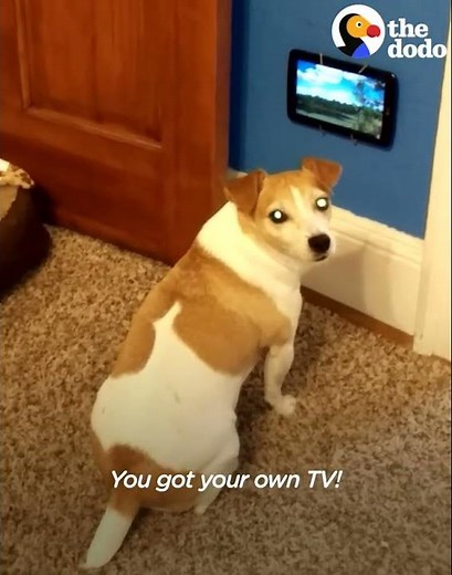 Dog Is So Excited To Get Her Own TV | The Dodo