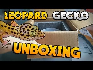 Unboxing My New Leopard Geckos From BHB Reptiles!