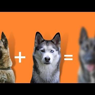 BELUSKY Belgian Shepherd & Husky Mix