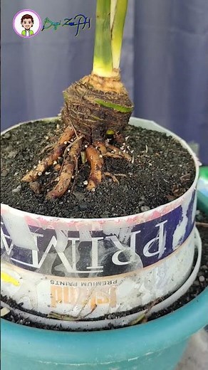 HOW TO CLEAN AND GROW MORE ROOTS OF A COCONUT BONSAI | COCONUT BONSAI | #shorts | BONSAI ZONE PH