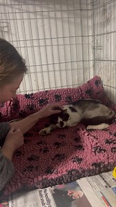 4.9K views · 225 reactions | DILLON Our wee Aggie volunteer...