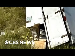 Journalist who saw Mississippi monkey escape: “It was monkeys everywhere”