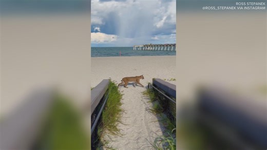 187K views · 3.6K reactions | Ross Stepanek was taking a video near the Venice Fishing Pier when an unexpected predator prowled into frame. | 10 Tampa Bay | Facebook