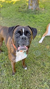 26K views · 1.7K reactions | Dog logic | Boxer Madness | Facebook