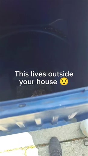 Dirtiest Thing Outside Your House: Trash Can Cleaning Tips