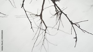 Bare tree branches with grey sky in background