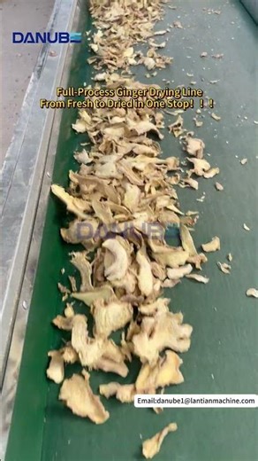 #ginger #turmeric #driedginger#spices #indonesian #jake #kunyit #dryingmachine #DANUBE