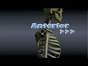 Shoulder Dislocation