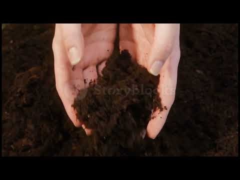 Why Most Container Plants Fail (And How to Fix It)