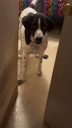 The cow barking like a dumbass🤣