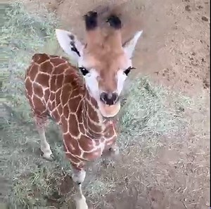 Small steps for Msituni, big steps for giraffe conservation. | San Diego Zoo Safari Park