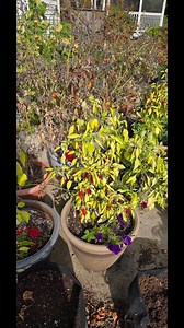 14K views · 650 reactions | Its sad when the growing season ends. I put away the driveway container garden for another year. Tomatoes did well. Cucumbers too. Had lots of peppers and beans. Time to plant garlic and plan for next year. | MarkJweather | Facebook