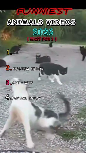 😂 BEST Funny Animal Clips Ever! Hilarious Pets & Epic Fails 🐶🐱