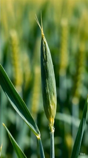 How Wheat Grows Step by Step 🌾
