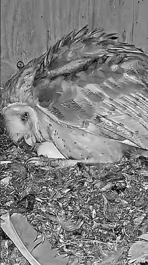 🔥 Epic Moment! 🦉 Baby Owl Hatches LIVE