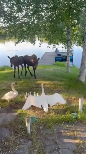 321K views · 6.3K reactions | Alaska is the place to see how interactions with wildlife play out…right in your backyard  Moose and swans will do anything they can to protect their babies! 勞 • #SharingAlaska by Channing Stengrim •Tag us or #SharingAlaska to share your content! • #wildlifeonearth #wildlife #alaskalife | Sharing Alaska | Facebook
