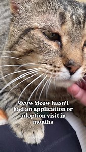 3.3K reactions · 231 shares | Meow Meow is a sweet, 1 year old cat...