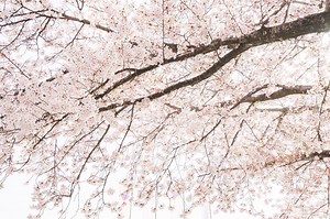 「百花繚乱（ひゃっかりょうらん）」とは？意味と例文が３秒でわかる！ | コトワカ/KOTOWAKA