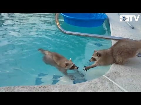 Mapache intenta rescatar a su hermano de la alberca