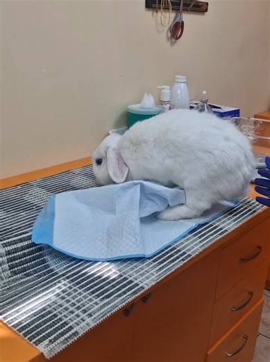 House Rules for Bunny Owners: A Fun Perspective