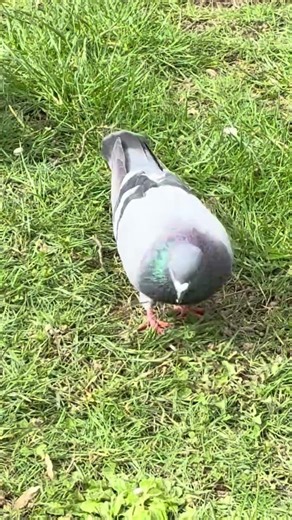 Hungry PIGEONS Lunch Time 🐦 Hard Working Urban Birds #shorts #birds #wildlife #nature #viralshorts
