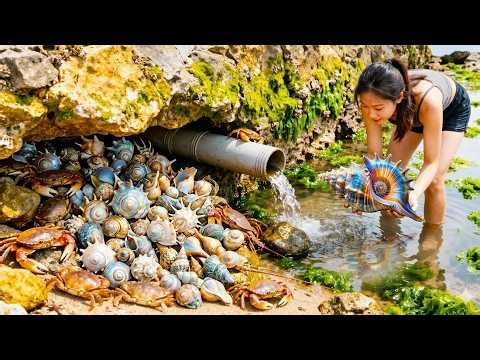Snails Have Escaped! I Accidentally Stumbled Into A Swarm Of Sea Snails - A Bountiful Harvest!