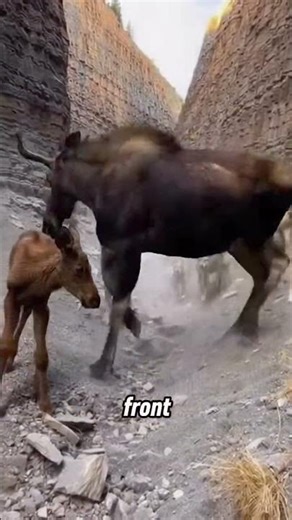 WOLVES vs MOOSE: Fatal Mistake