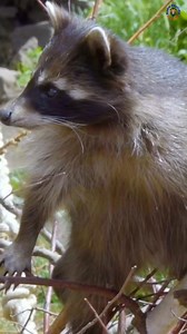 291K views · 10K reactions | The raccoon is a medium-sized mammal...