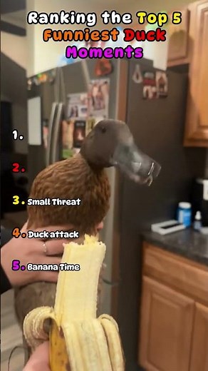 Top 5 Hilarious Duck Fails Compilation