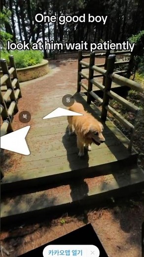 The Dog Photobombing Google Maps For Years