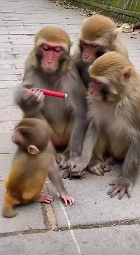 He Pranked the WRONG Monkeys! 🤣🐒🔥#shorts #monkey#animals #cuteanimals