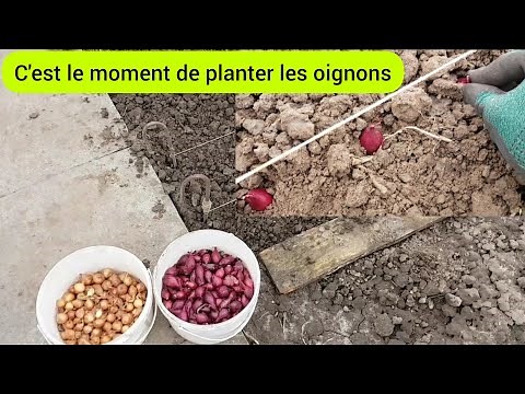 Comment planter les oignons ? 2025