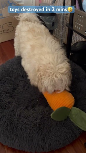 Nothing makes them happier than a fresh toy to immediately destroy 🤣 #maltipoo #dogshorts #furbaby