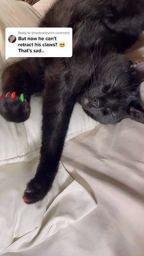 Replying to @dropdeadkyra #cat #catsoftiktok #cats #catlover #blackcat #blackcats #blackcatsoftiktok #amazonfinds #amazonmusthaves #amazon #ugc #ugccreator
