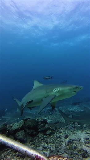 Cage-Free Bull Shark Diving in Fiji