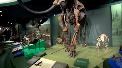 How to Bring an Extinct Animal Back to Life