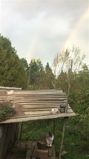 Cute cat under a Rainbow #cat #cute #rainbow #nature #pretty