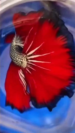 All type o betta fish🥵| beautiful betta fish betta breeding #shorts #viralshorts #fishkeeping #fish