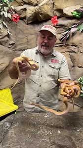 Sunfire snakes at the reptile zoo