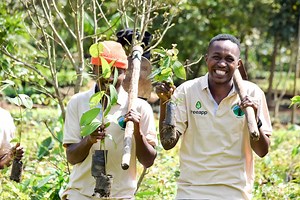 Treeapp: A digital solution for individuals and businesses to plant trees
