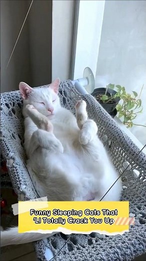 Hilarious Sleeping Cats Compilation – Try Not to Laugh!