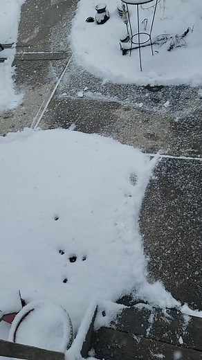 Foolish Gamers Without Pants Encountering a Shark