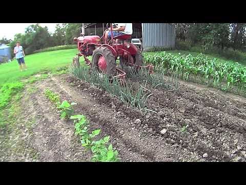 Dad cultivating grandpa's garden with a 1949 Farmall Cub