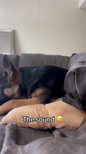 Doggos went 🤨 @I Can’t Even (via:@DEBO & ZYLA)