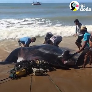Cuando una mantarraya terminó en la orilla atrapada en una red de pesca, la gente se quedó mirándola y sacando fotos. Pero un chico animó a todos para ayudarla 💙 | El Dodo