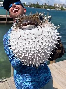 22M views · 93K reactions | Pufferfish 1,200 Times More Potent Than Cobra Venom | Sufaid Production | Facebook