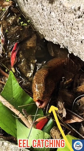 Eel Fishing from a Hole on the Edge of a Pond #fishing #shortvideo #eelcatch #tranding #viral 🌿🐟🙂🎣